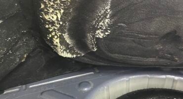 Плесень в салоне автомобиля